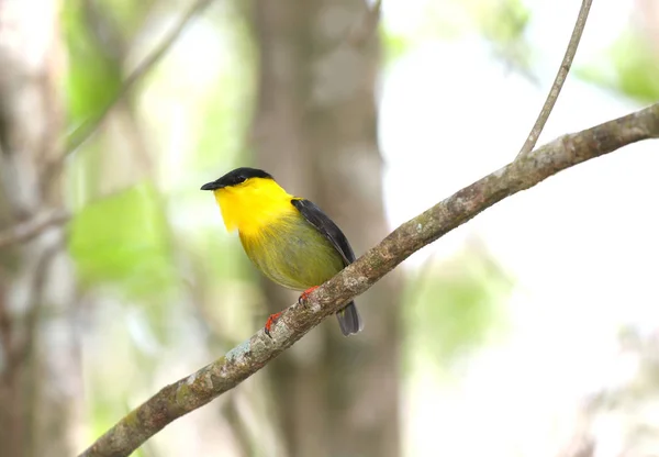 Beautiful Golden Collared Manakin Male Perched Tree Branch Showing Its — Stock Photo, Image