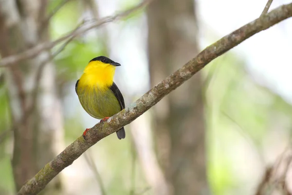 Όμορφη Χρυσή Collared Manakin Αρσενικό Σκαρφαλωμένο Πάνω Ένα Κλαδί Δέντρου — Φωτογραφία Αρχείου