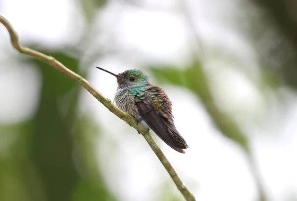 Young Hummingbird Perched Thin Tree Branch Blurred Background — Stock Photo, Image