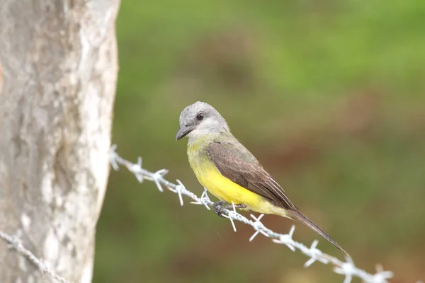 Tropical Kingbird Tyrannus Melancholicus Perched Barbed Wire Fence Line — Stock Photo, Image