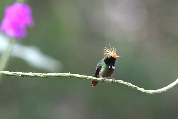 Рыжеволосая Кокетка Lophornis Delattrei Самец Сидящий Ветке Растения Porter Weed — стоковое фото