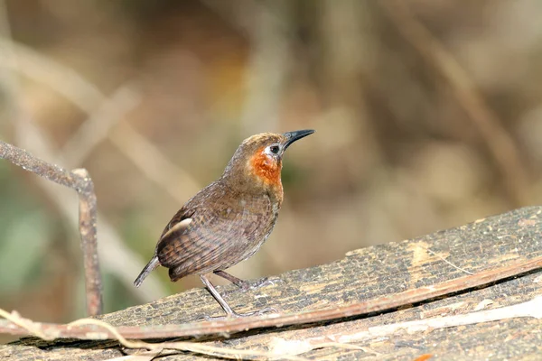 Mooi Lied Wren Bovenop Een Oude Log Regen Woud Pijpleiding — Stockfoto