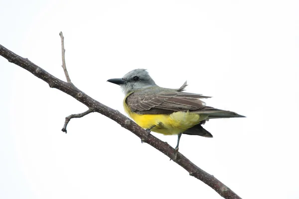 Kingbird Tropicale Tyrannus Malancholicus Appollaiato Ramo Albero — Foto Stock