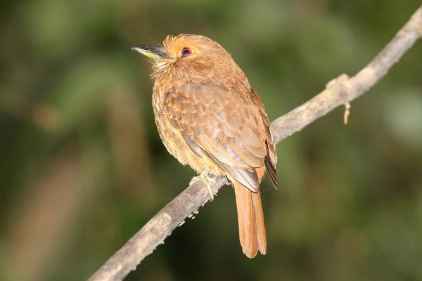 Белоспинная Самка Puffbird Сидящая Ветке Дерева Показывает Свой Ясный Красный — стоковое фото