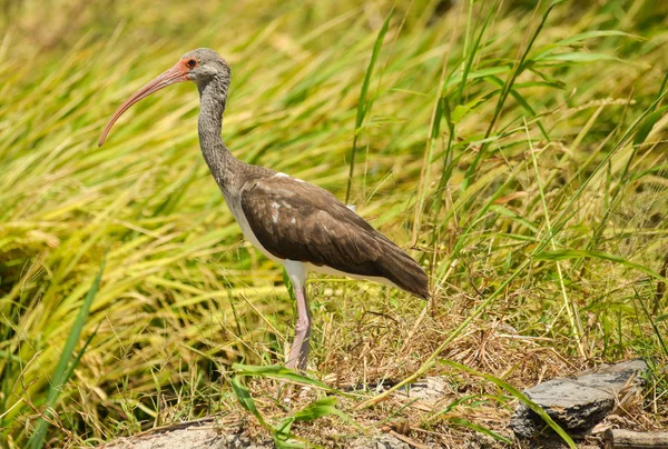 Ibis Blancos Inmaduros Caminando Campo Arroz Busca Comida — Foto de Stock