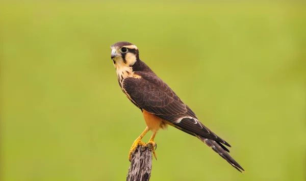 Gyönyörű Aplomado Falcon Egy Ritka Faj Található Gyepek Cocle Tartomány — Stock Fotó