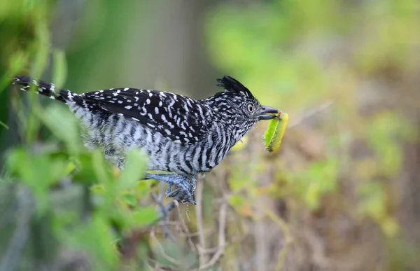 Homem Barrado Antshrike Com Sua Presa Uma Lagarta Borboleta — Fotografia de Stock