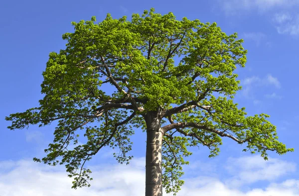 Huge Old Quipo Tree Cavanillesia Plantanifolia Panamerican Highway Central Panama — Stock Photo, Image