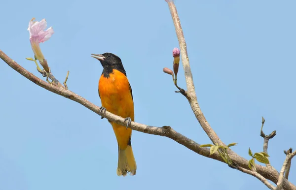 Όμορφη Βαλτιμόρη Oriole Ίκτερος Galbula Αρσενικά Σκαρφαλωμένο Ένα Τροπικό Κλαδί — Φωτογραφία Αρχείου