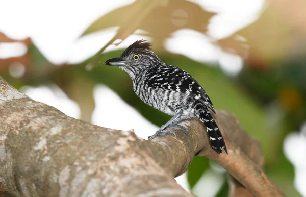 Barred Antshrike Macho Encaramado Una Rama Árbol Con Una Hormiga — Foto de Stock