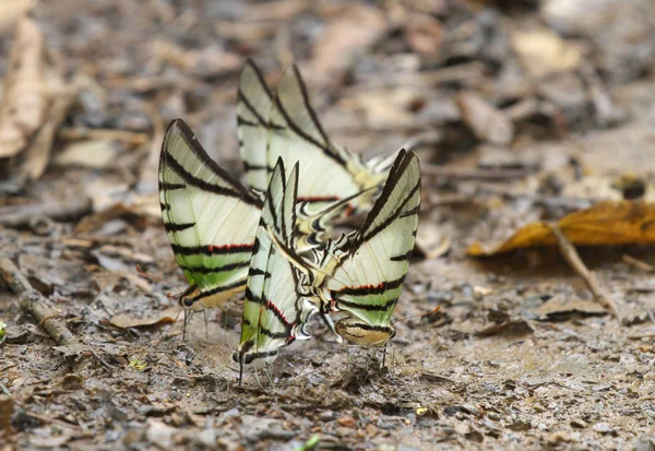 Varias Mariposas Alimentan Barro Suelo Del Bosque — Foto de Stock