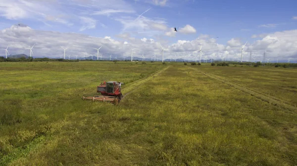 Mähdrescher Erntet Reis Auf Einem Reisfeld Der Nähe Eines Windkraftparks — Stockfoto