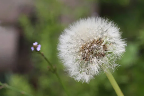 Gros Plan Une Fleur Pissenlit Avec Fond Vert — Photo