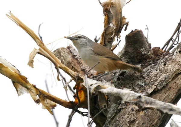 Petit Wren Isthmien Ramassant Matériel Nidification Dans Vieux Tronc Arbre — Photo