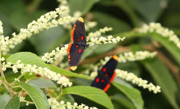 Krásný Skřítek Ohraničený Červený Motýl Krmení Kvetoucí Strom — Stock fotografie