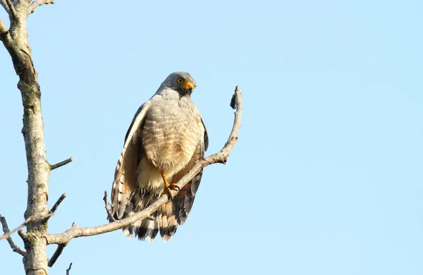 Roadside Hawk Rupornis Magnirostris Perched Tree Branch Taking Morning Sun — Stock Photo, Image