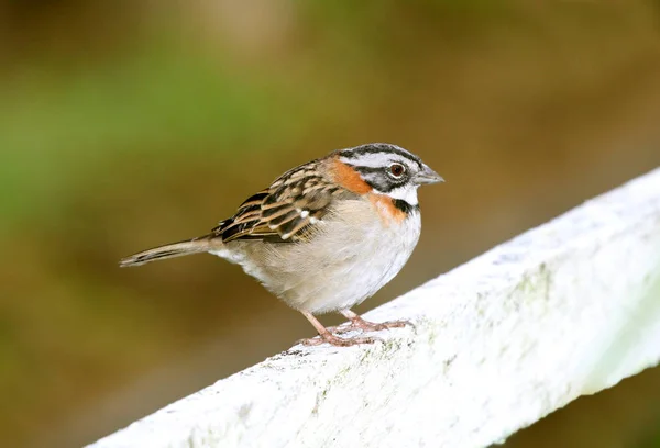 Pardal Rufous Colarinho Empoleirado Trilho Vedação — Fotografia de Stock