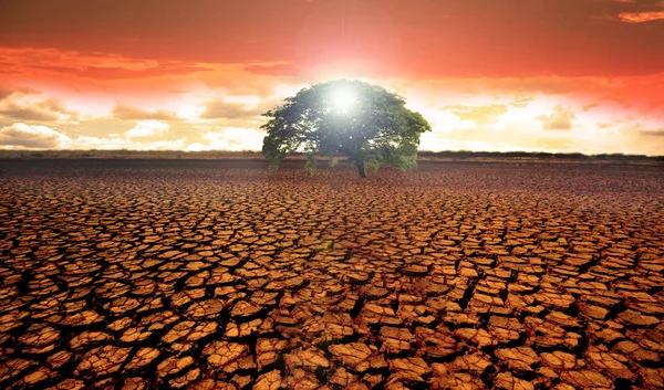Kopár Sivatagos Terület Egy Egységes Zöld Közepén Egy Gyönyörű Napfelkeltét — Stock Fotó