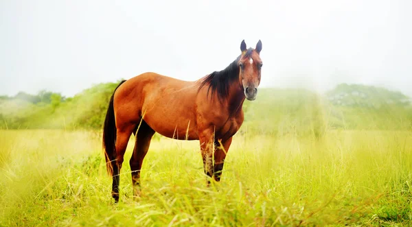 Quarter Horse Stallion Standing Field Early Foggy Morning Sun Rays — Stock Photo, Image