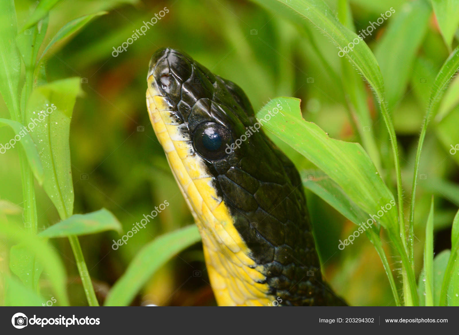 Macro Shot Head Black Garden Snake Green Grass Stock Photo