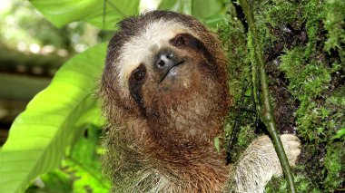  Close up shot of a Three-toed sloth going up a tree                              clipart