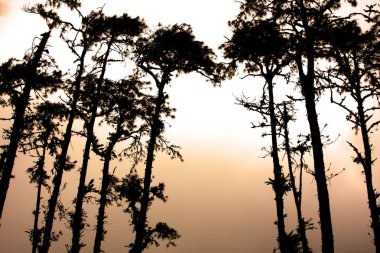 Bir orman açıklıkta şafakta siluetleri çam ağaçları