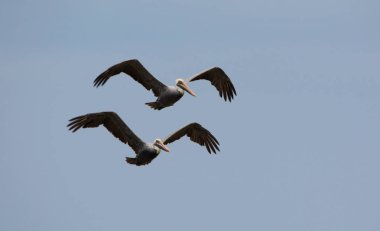 Çift kahverengi Pelikan uçan bir beach Panama civarındaki oteller