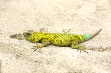 Küçük kertenkele kumlu zeminde hareket