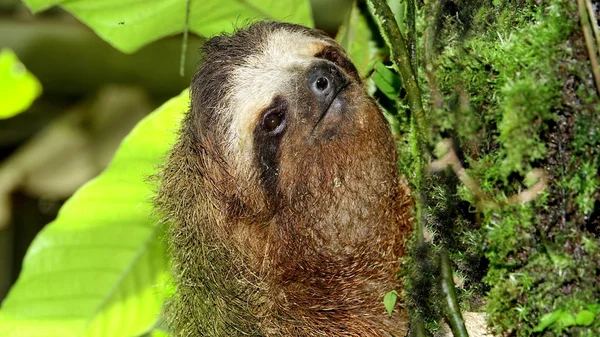 Close Shot Three Toed Sloth Going Tree — Stock Photo, Image