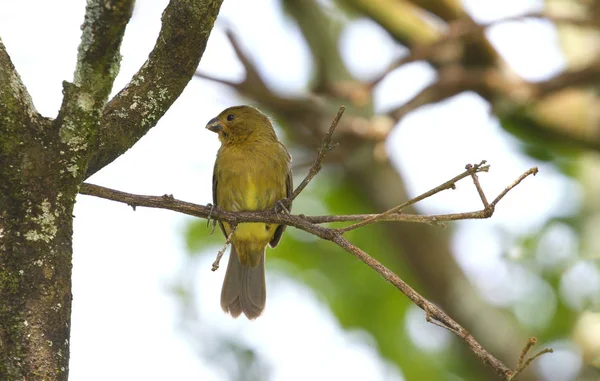 小变量 Seedeater 女性栖息在橙色树枝上 — 图库照片