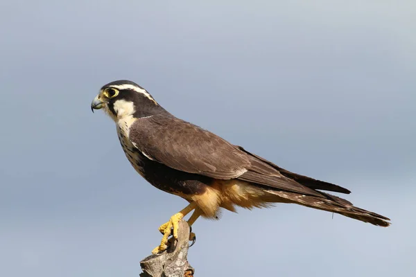 Close Van Een Mooie Aplomado Falcon Een Hek Post Zat — Stockfoto