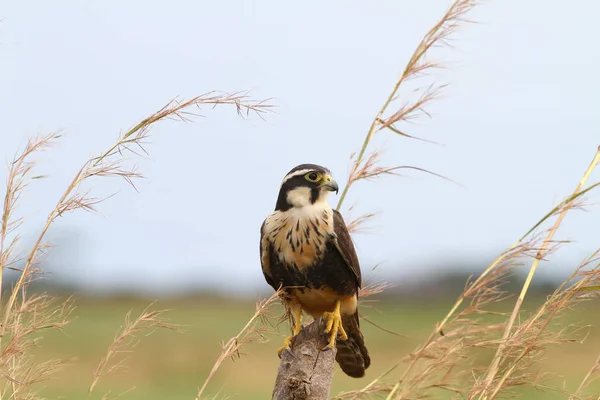 Mooie Aplomado Valk Zat Een Hek Post Met Hoog Gras — Stockfoto