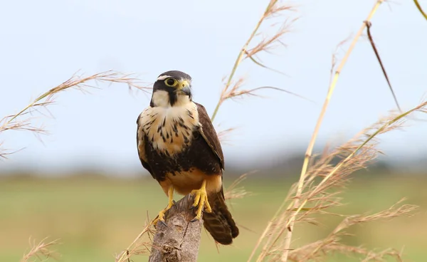 Όμορφη Aplomado Falcon Σκαρφαλωμένο Μια Θέση Φρακτών Ψηλή Χλόη Γύρω — Φωτογραφία Αρχείου