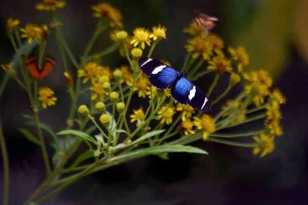 Prachtige Blauwe Vlinder Gesteld Een Bloem — Stockfoto