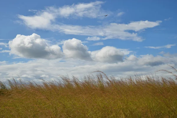 Beautiful Blue Sky White Clouds Tall Grass Eagle Flight — Stock Photo, Image