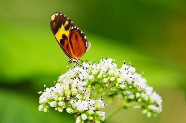 Tygrys Naśladować Motyl Karmienia Białe Kwiaty — Zdjęcie stockowe