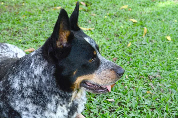 Schöner Australischer Rinderhund Rüde Liegt Auf Gras — Stockfoto