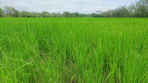 Belo Campo Arroz Com Árvores Céu Azul Região Central Panamá — Fotografia de Stock