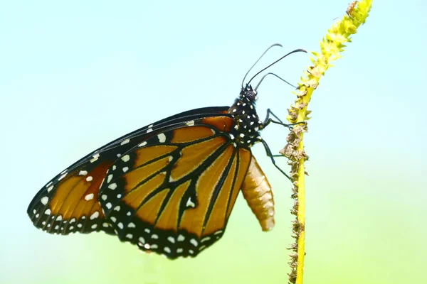 Primer Plano Reina Mariposa Danaus Gilippus Encaramado Tallo Flores —  Fotos de Stock