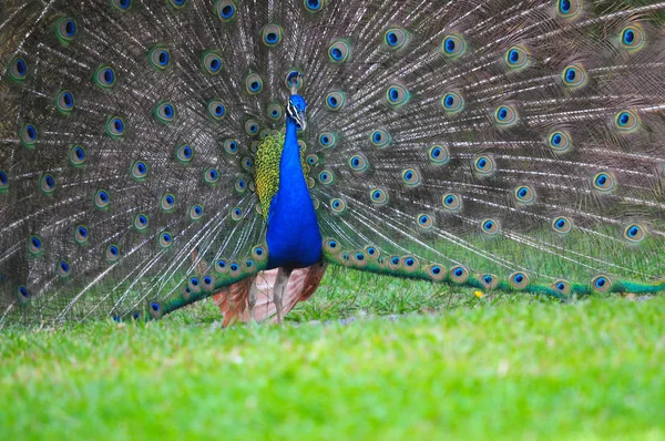 Όμορφη Αρσενικό Peacok Κάνει Ένα Χορό Ζευγαρώματος Όλα Φτερά Ουρές — Φωτογραφία Αρχείου