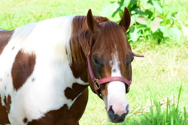 Beautiful Pinto Horse Close — Stock Photo, Image