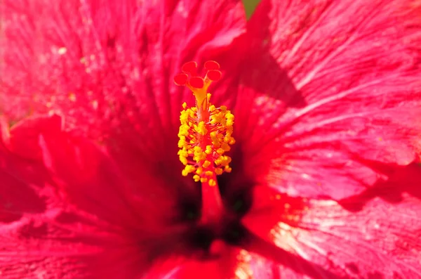 一朵美丽的红色芙蓉花的宏拍 — 图库照片
