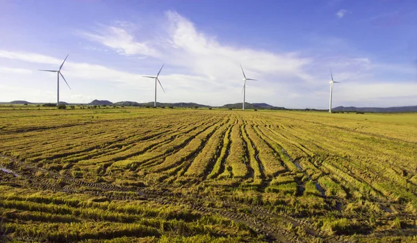 Geoogste Rijst Veld Met Windturbines Achtergrond Met Een Heldere Blauwe — Stockfoto