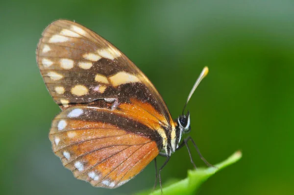 Close Beautiful Tiger Mimic Butterfly — Stock Photo, Image