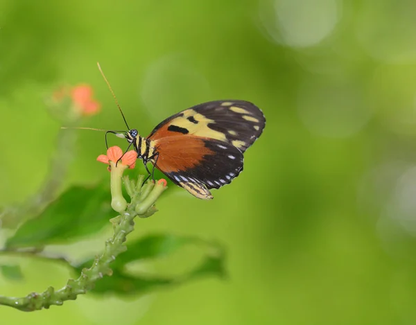 Красочная Тигровая Бабочка Питающаяся Розовыми Полевыми Цветами — стоковое фото
