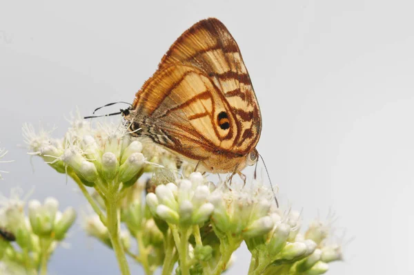 白い野生の花に小さな虎蜆蝶バタフライ — ストック写真