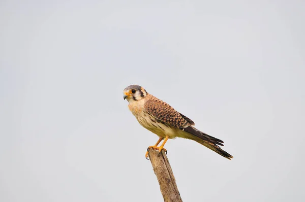 Crécerelle Amérique Falco Sparverius Perché Sur Poteau Clôture Dans Les — Photo