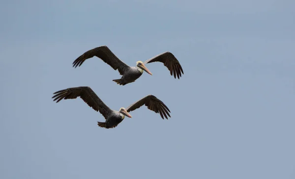 Pareja Pelícanos Marrones Volando Cerca Una Playa Panamá — Foto de Stock