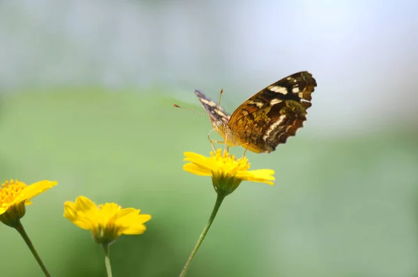 Motýl Nad Žlutým Divoká Květina — Stock fotografie