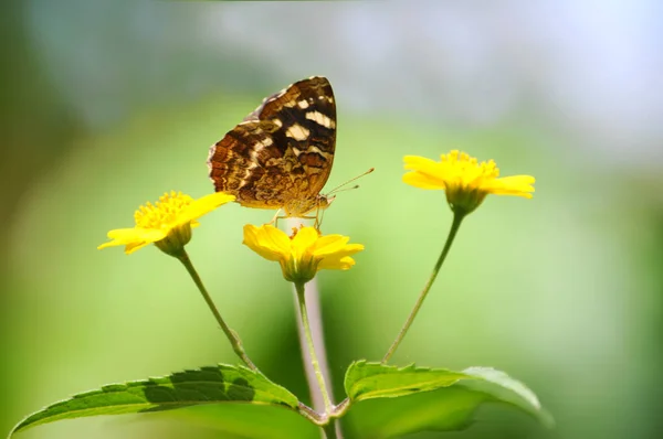 Бабочка Над Желтым Диким Цветком — стоковое фото